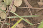 Michaux's milkweed